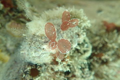 Botryocladia