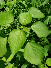 Laportea canadensis