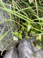 Eupatorium kiirunense