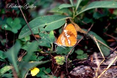 Mestra hersilia apicalis