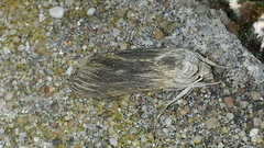 Cucullia chamomillae