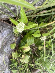 Eupatorium kiirunense