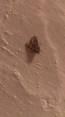 Aglossa dimidiatus