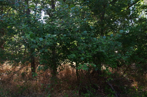 Image of Crataegus texana by (c) Eric Knight, some rights reserved (CC BY)