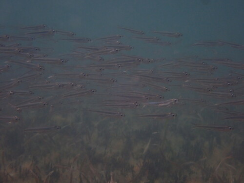 Snuit-ansjovis (Anchoa choerostoma) — Engraulidae — 5