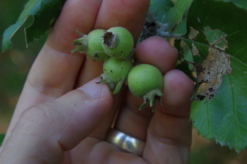 Image of Crataegus texana by (c) Eric Knight, some rights reserved (CC BY)