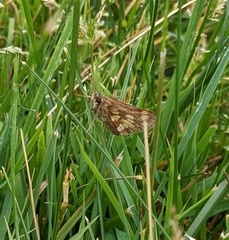 Polites peckius