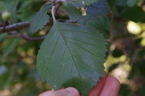 Image of Crataegus texana by (c) Eric Knight, some rights reserved (CC BY)