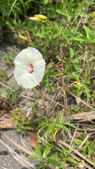 Distimake dissectus dissectus