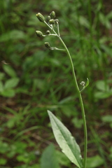 Hieracium subpellucidum