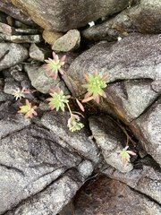 Euphorbia jolkinii