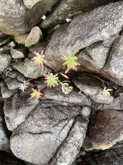 Euphorbia jolkinii