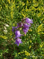 Campanula longistyla