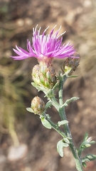 Centaurea paniculata