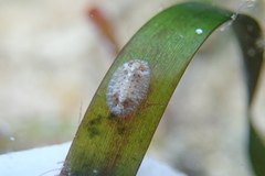 Lepidochitona liozonis