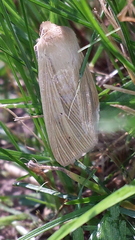 Mythimna pallens