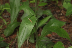Hieracium subpellucidum