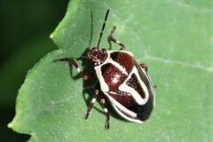 Perillus circumcinctus