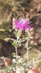 Centaurea paniculata