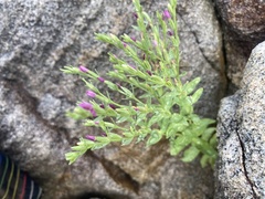 Centaurium japonicum