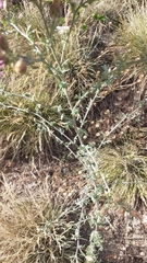 Centaurea paniculata