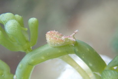 Elysia subornata