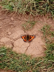 Aglais urticae