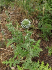 Echinops armatus