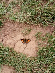 Aglais urticae