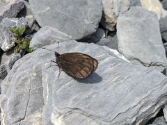 Erebia pluto