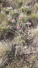 Centaurea paniculata