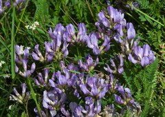 Astragalus danicus