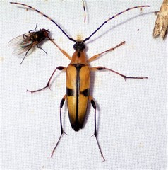Etorofus subhamatus