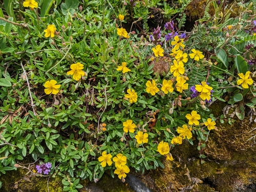 Image of Helianthemum alpestre by (c) Todd Boland, some rights reserved (CC BY)