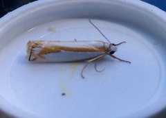 Crambus girardellus
