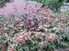 Persicaria microcephala