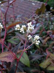 Persicaria microcephala