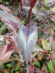 Persicaria microcephala