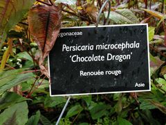 Persicaria microcephala