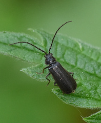 Autosilis nitidula