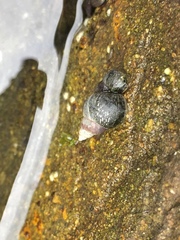 Littorina sitkana