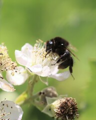 Bombus humilis