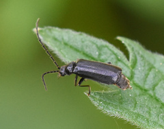 Autosilis nitidula
