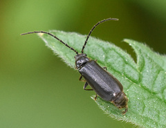 Autosilis nitidula