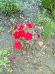 Petunia × atkinsiana