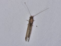 Ululodes macleayanus