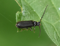 Autosilis nitidula