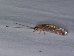 Ululodes macleayanus