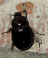 Aphonides dunnianus