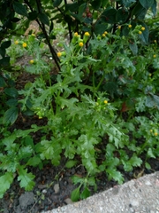 Senecio vulgaris